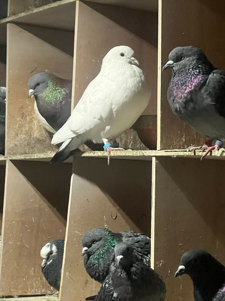 Beautiful pigeons for sale in Edinburgh from £10