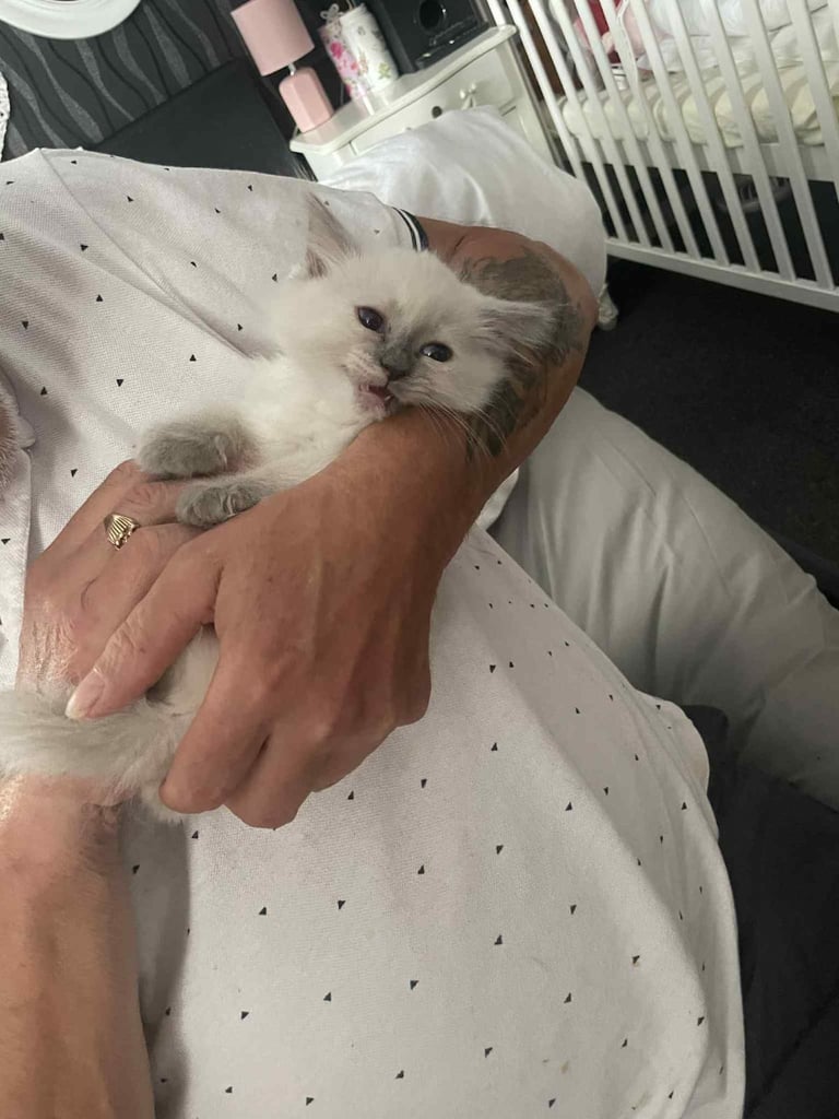 Ragdolls kitten  4 left 