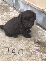 Shihpoo pups for sale