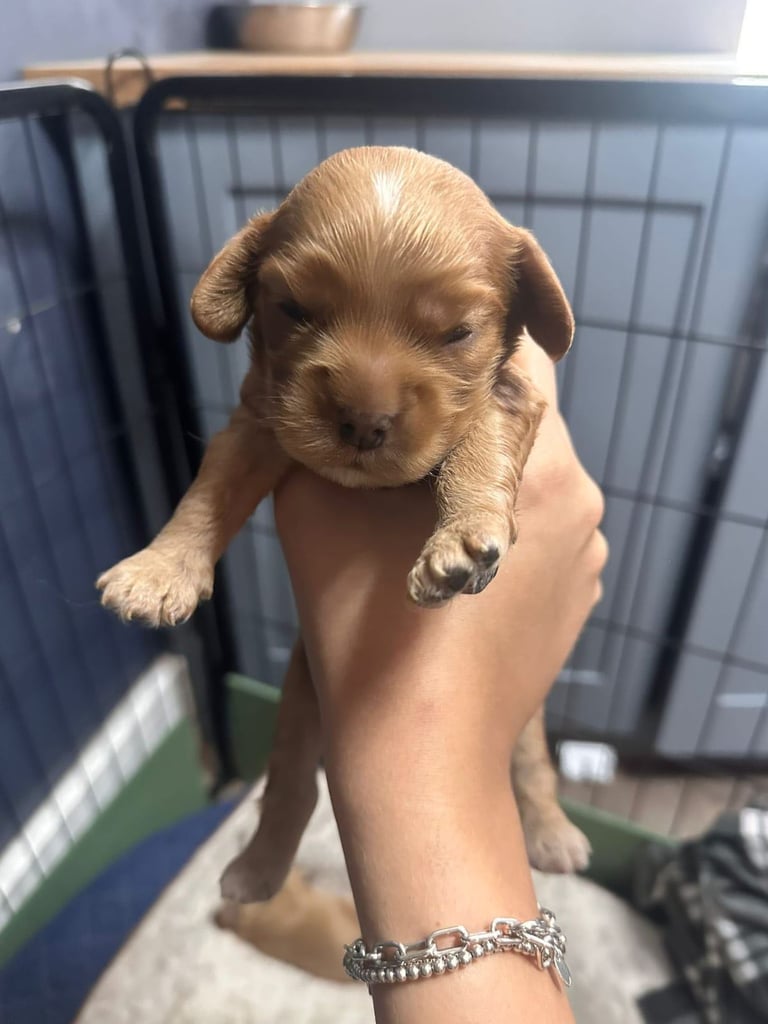 Ready to go! 1 beautiful show cocker spaniel for sale