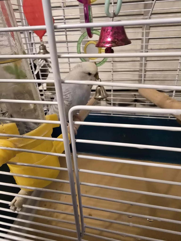 Bluey budgie and cage n stand