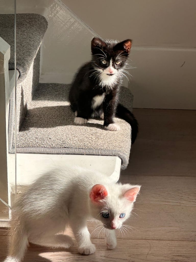 🐾  one black female kitten with green eyes  🐾