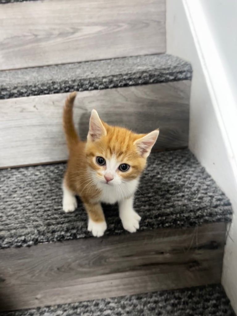 Ginger kitten 