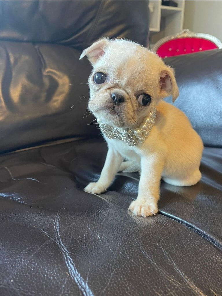 Pup puppies