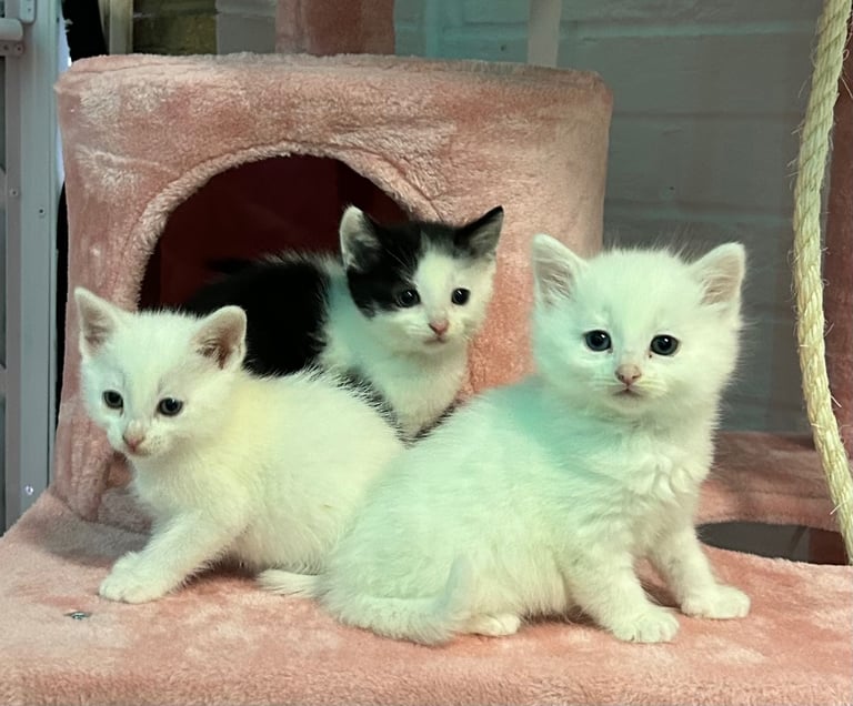 READY TO GO 🫶 Three beautiful kittens left 🫶