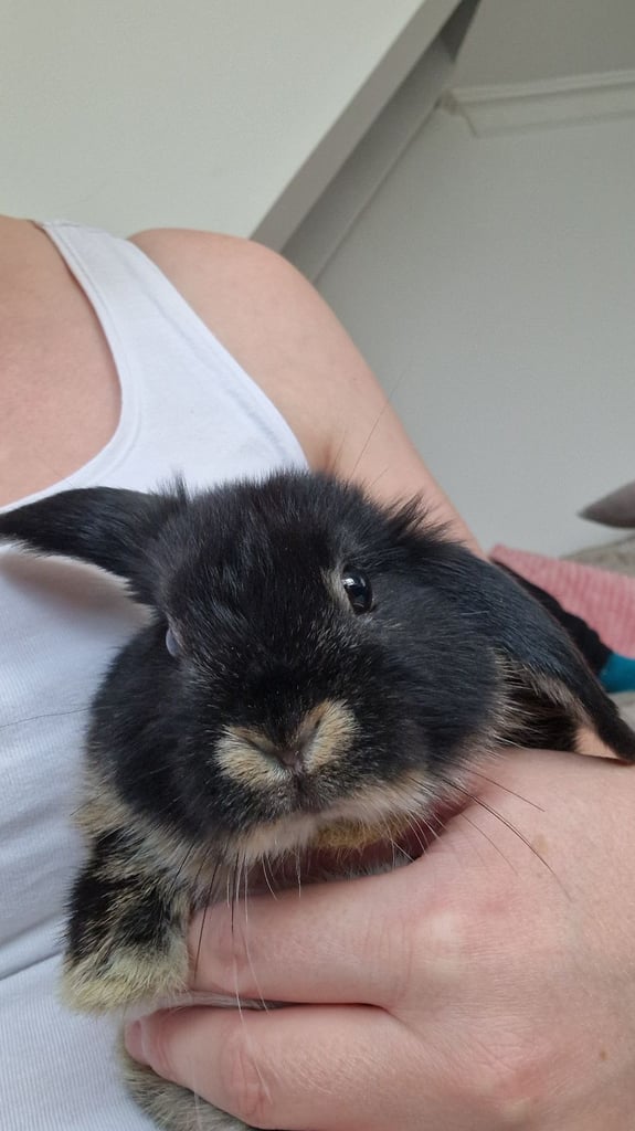 8 week old rabbits