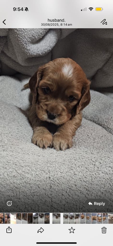 Ready to go! 1 beautiful show cocker spaniel for sale