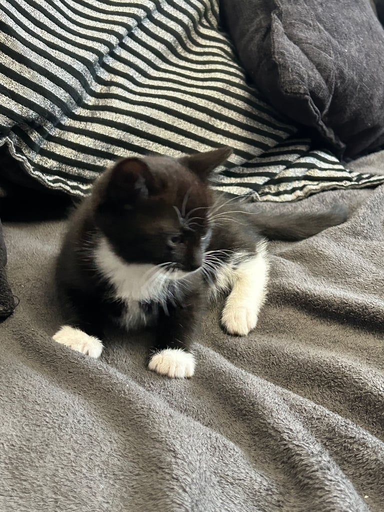  🐾 4 Beautiful Kittens for Sale – 8 Weeks Old 🐾