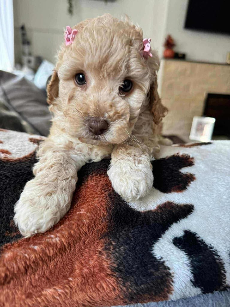 image for Cockapoo puppies 2 girls 2 boys