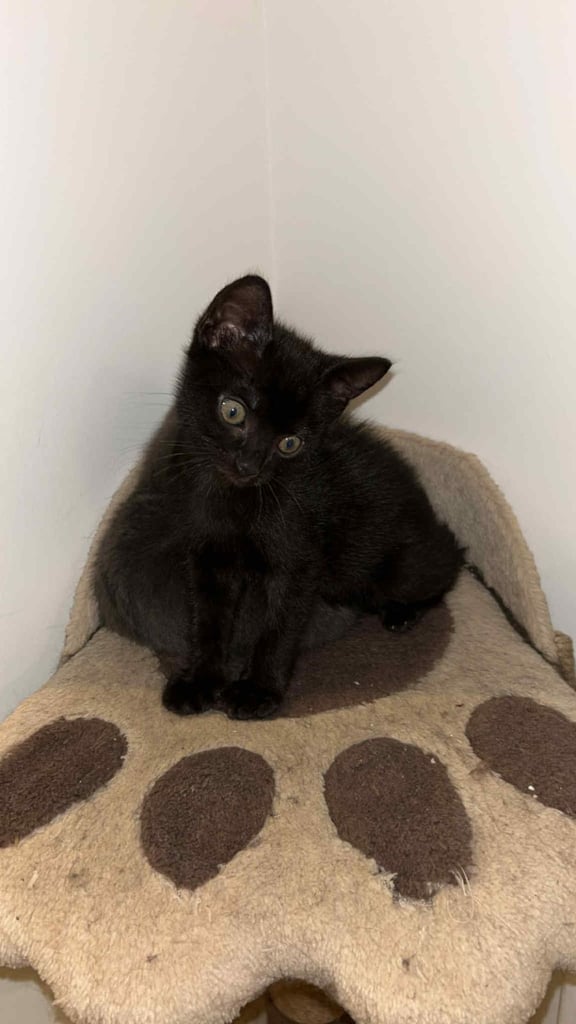 Black kitten 
