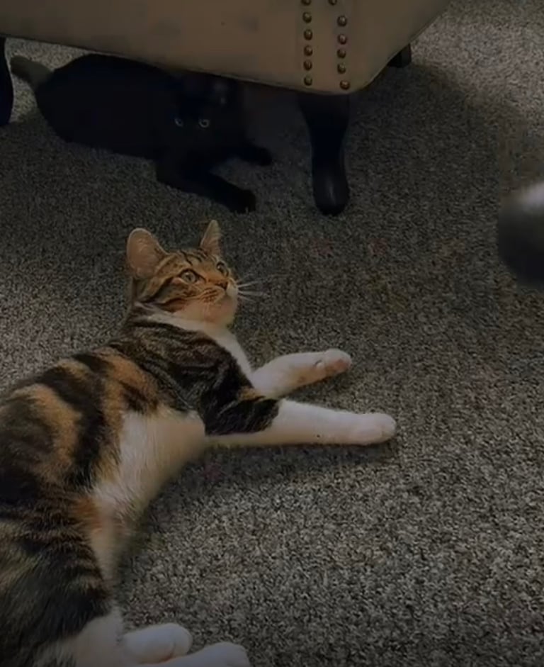 2 brother cats for sale