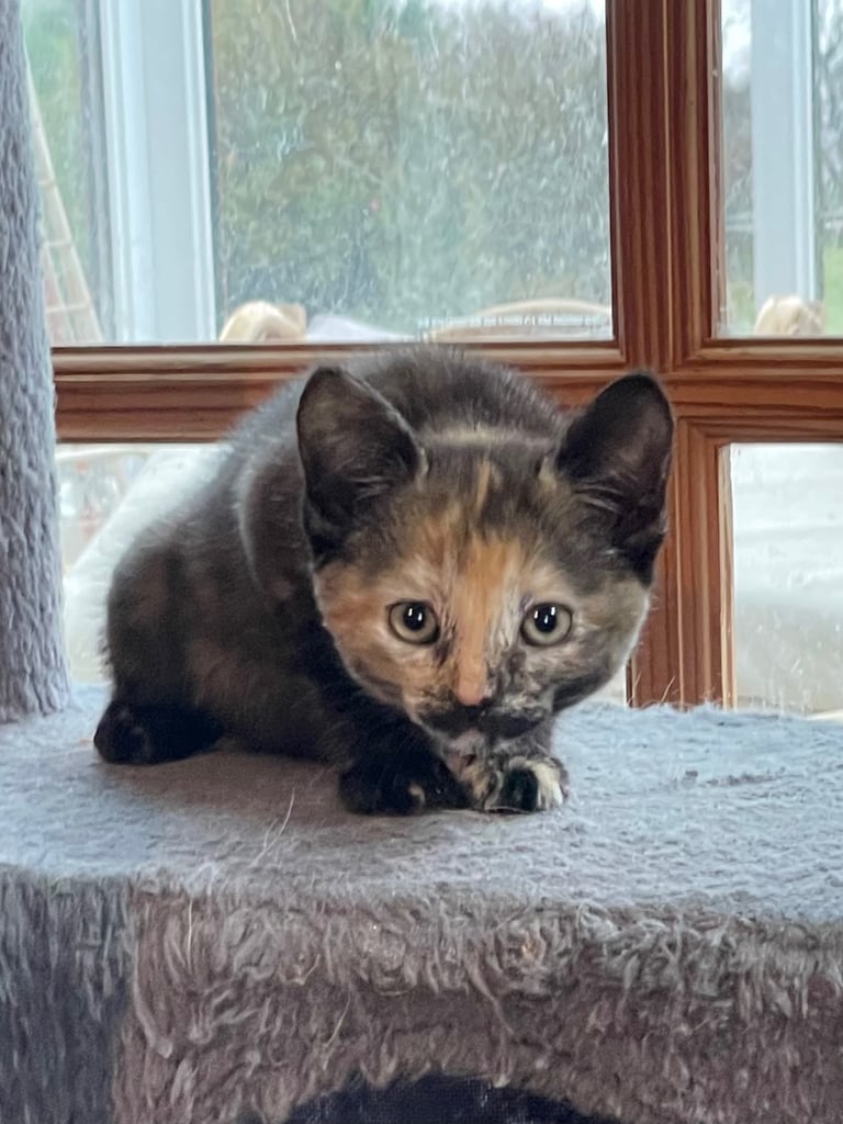 Kittens for sale