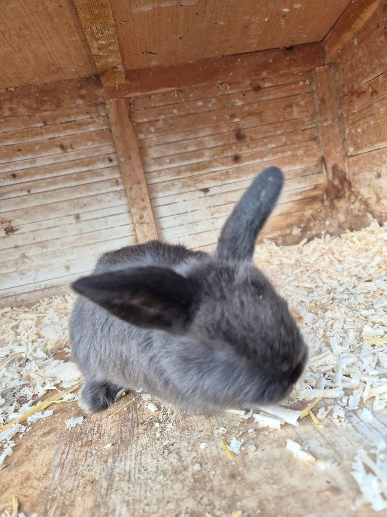 image for Baby Rabbits