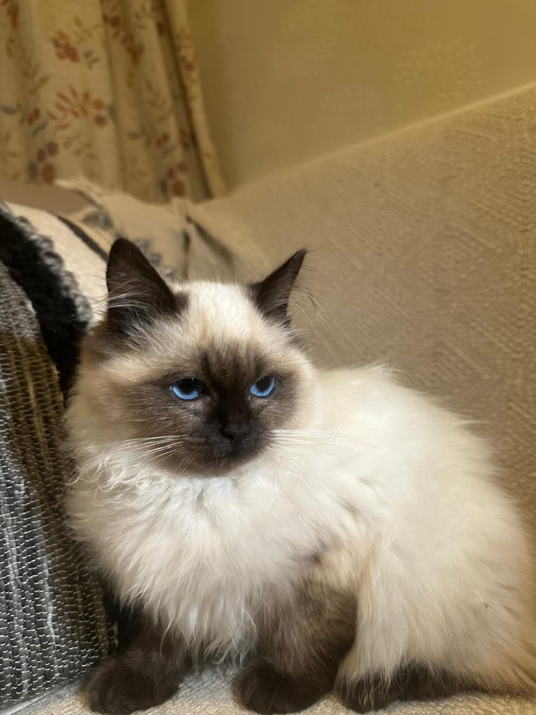 image for 2 Male Ragdoll Kittens 