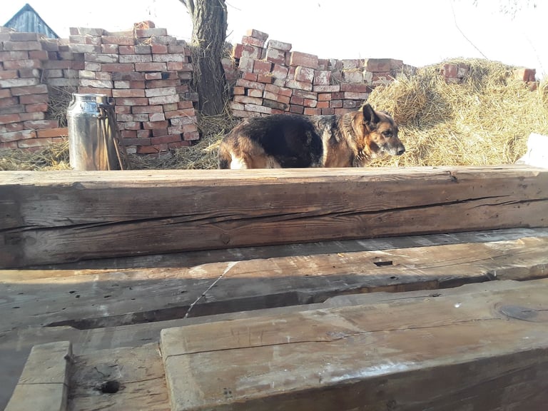 Reclaimed 200 years old, solid pine beam. 7 feet long. 