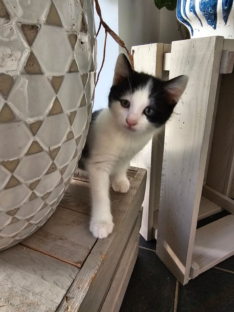 2 kittens left (half ragdoll)
