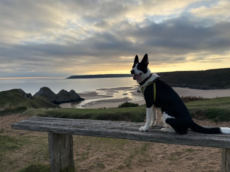 Short haired border collie 
