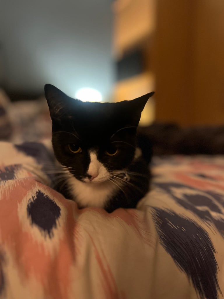 1 year old cats - boy and a girl