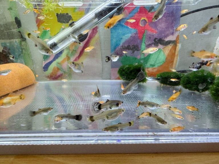 Small platys and Guppys for sale £1 each-Fish only