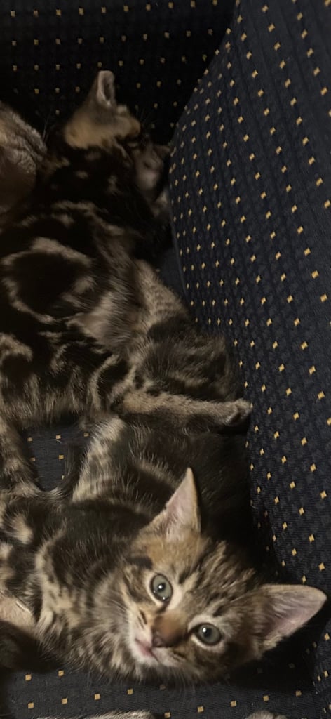 Ragdoll cross kittens 