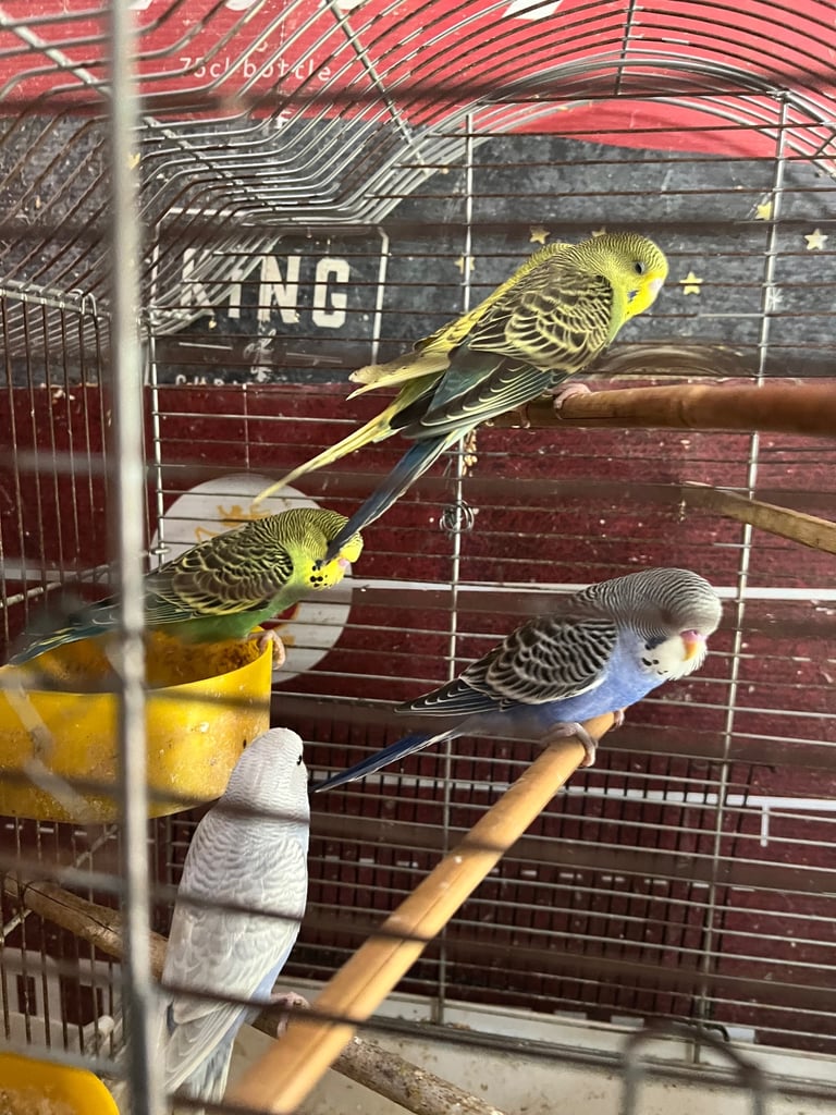 Budgies 