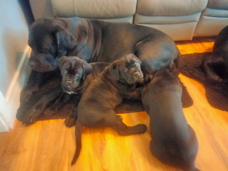 Cane Corso puppies black