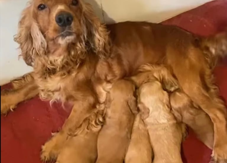 English Cocker Cocker Spaniel For Sale North West Neo Purebred