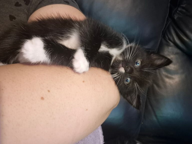 Gorgous kittens long & short haired