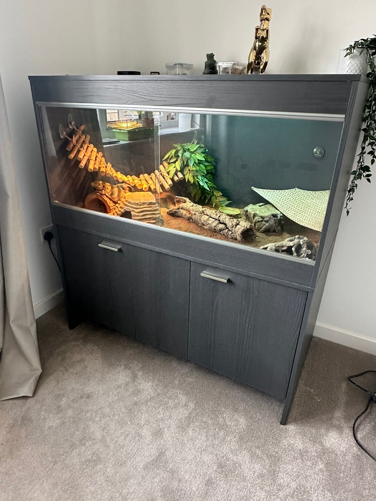 Male Bearded Dragon + Full complete setup + Accessories 