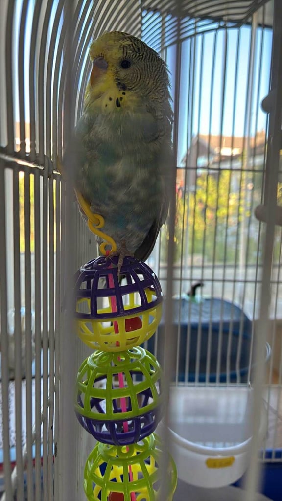 image for 10wk budgie girl