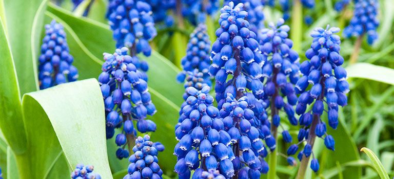 Large Flowering Muscari / Grape Hyacinth Pot