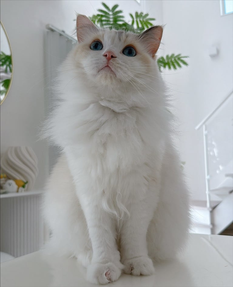 Available ragdoll kitten