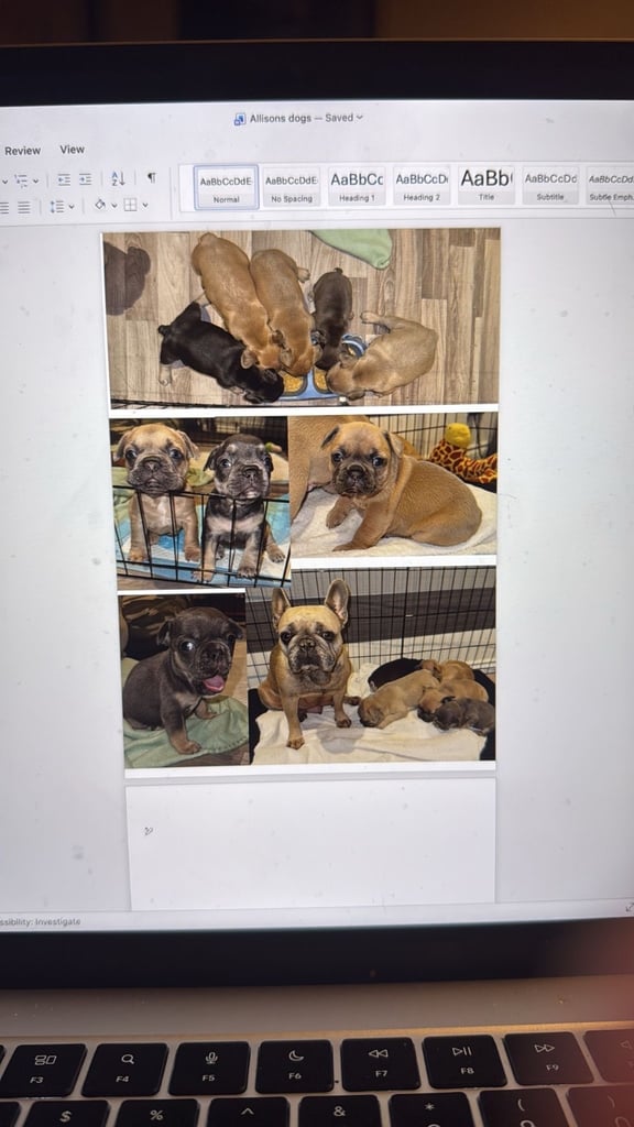 French Bulldog Puppies KC Reg