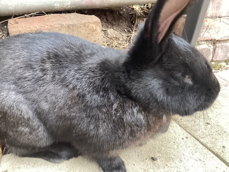 Baby rabbits 