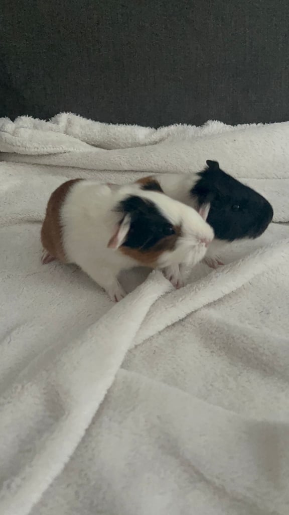 Two baby female guinea pigs 