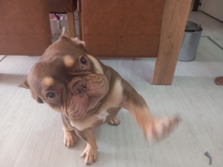 Loving 3-Year-Old French Bulldog Looking for His Forever Home