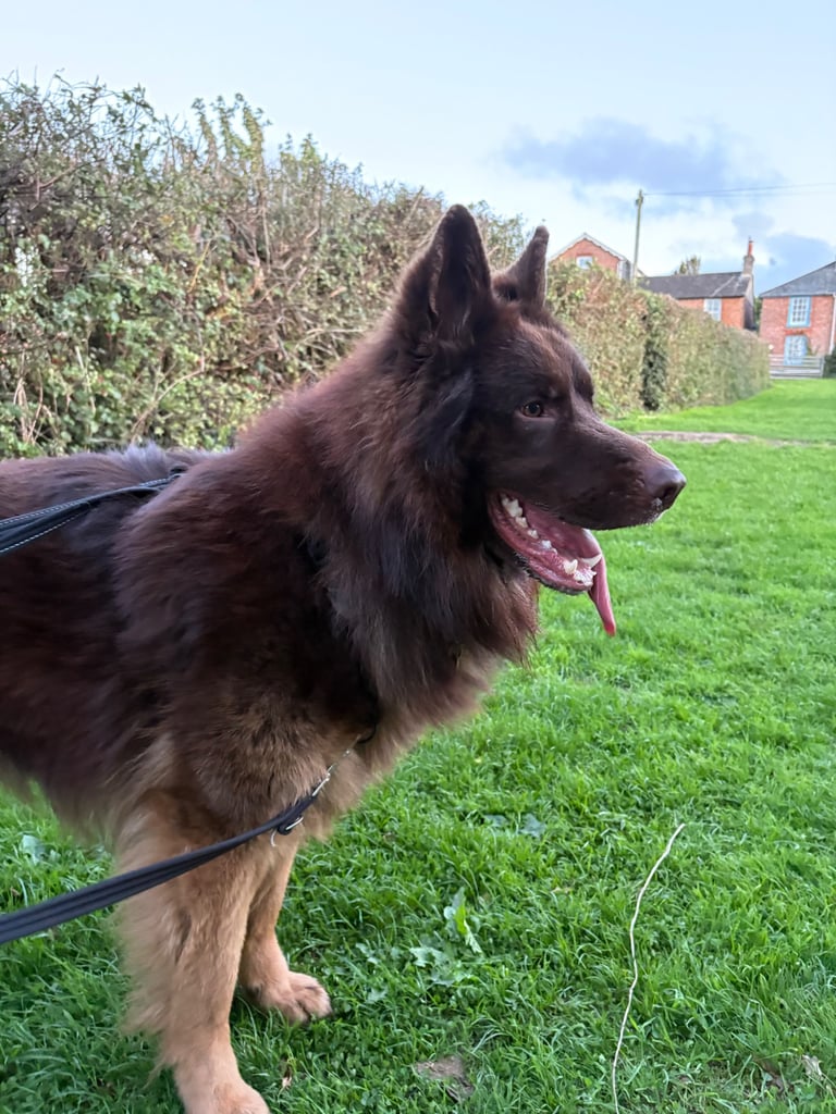 German Shepard puppies for sale 