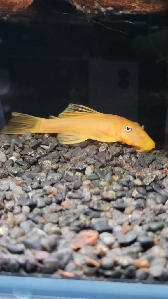 Plecos for sale