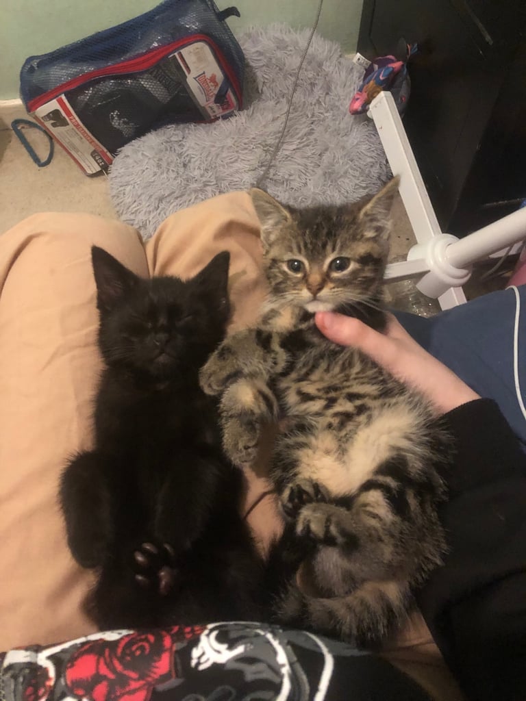 Kittens 