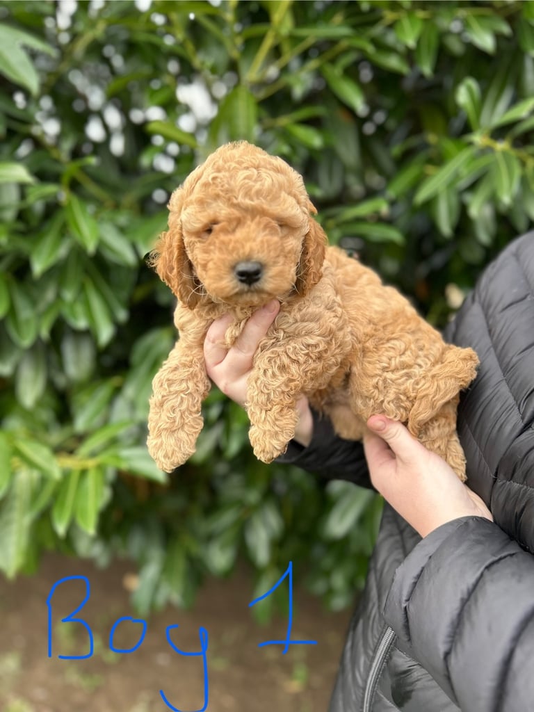 Cockapoo puppies 