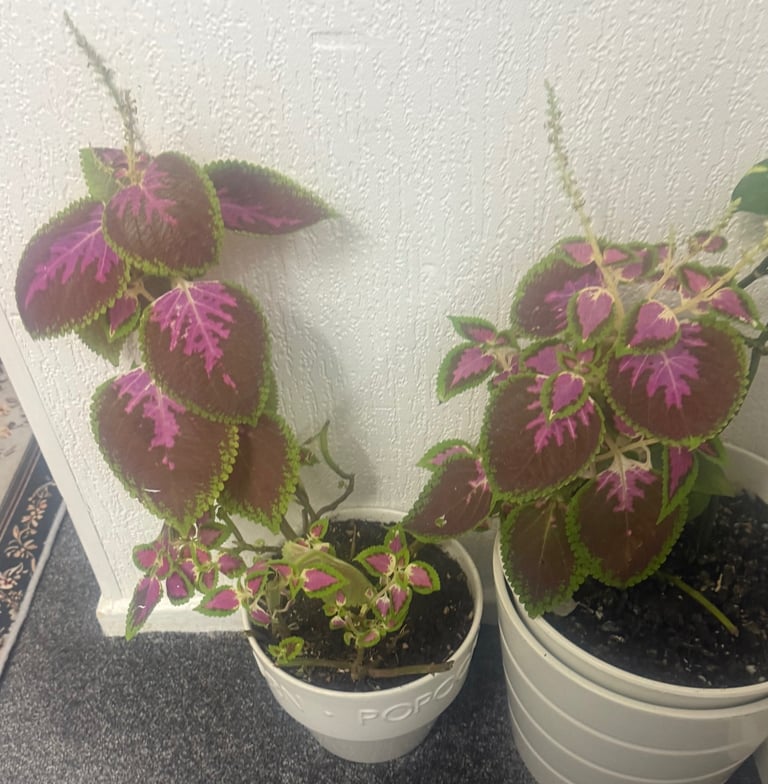 Coleus plant with glass pot 