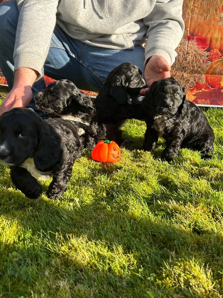 Cocker Spaniel cross pups