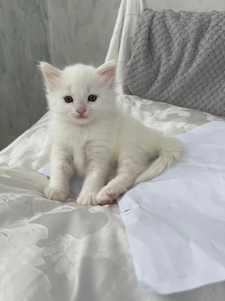 Long haired white fluffy kitten