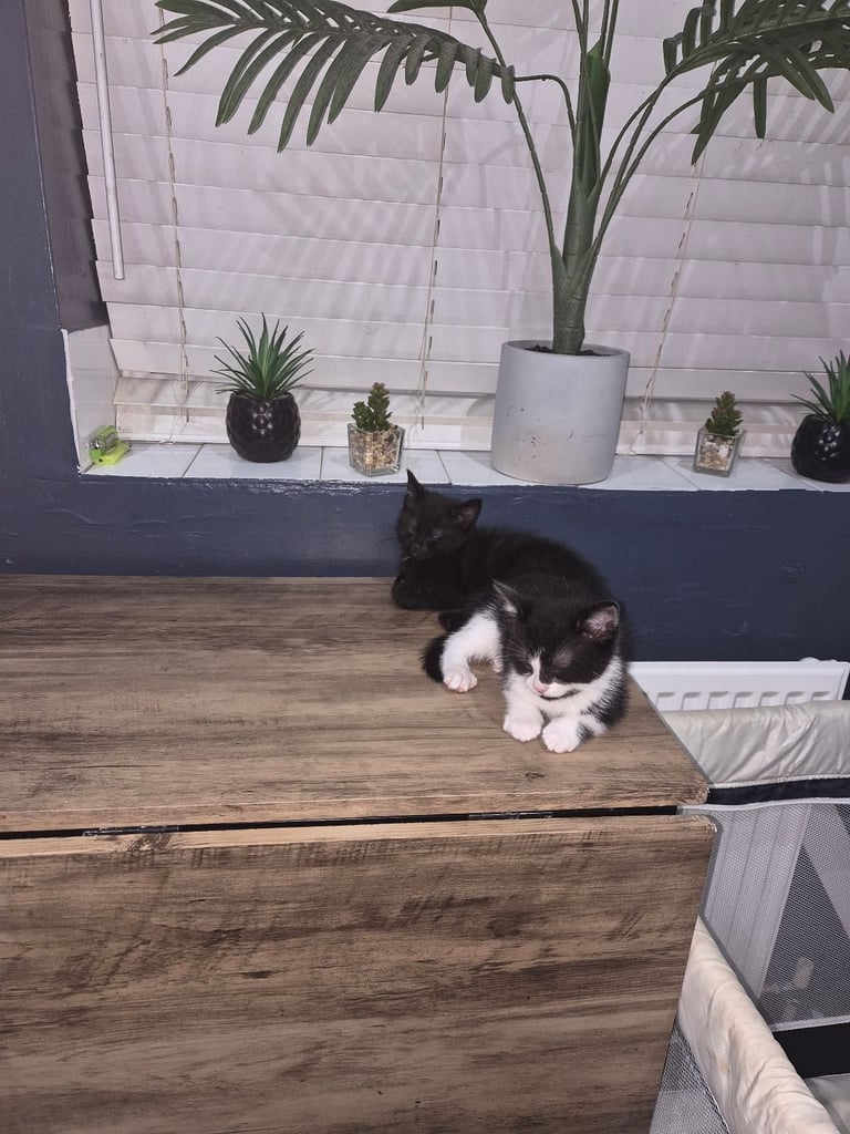 2 boy kittens 