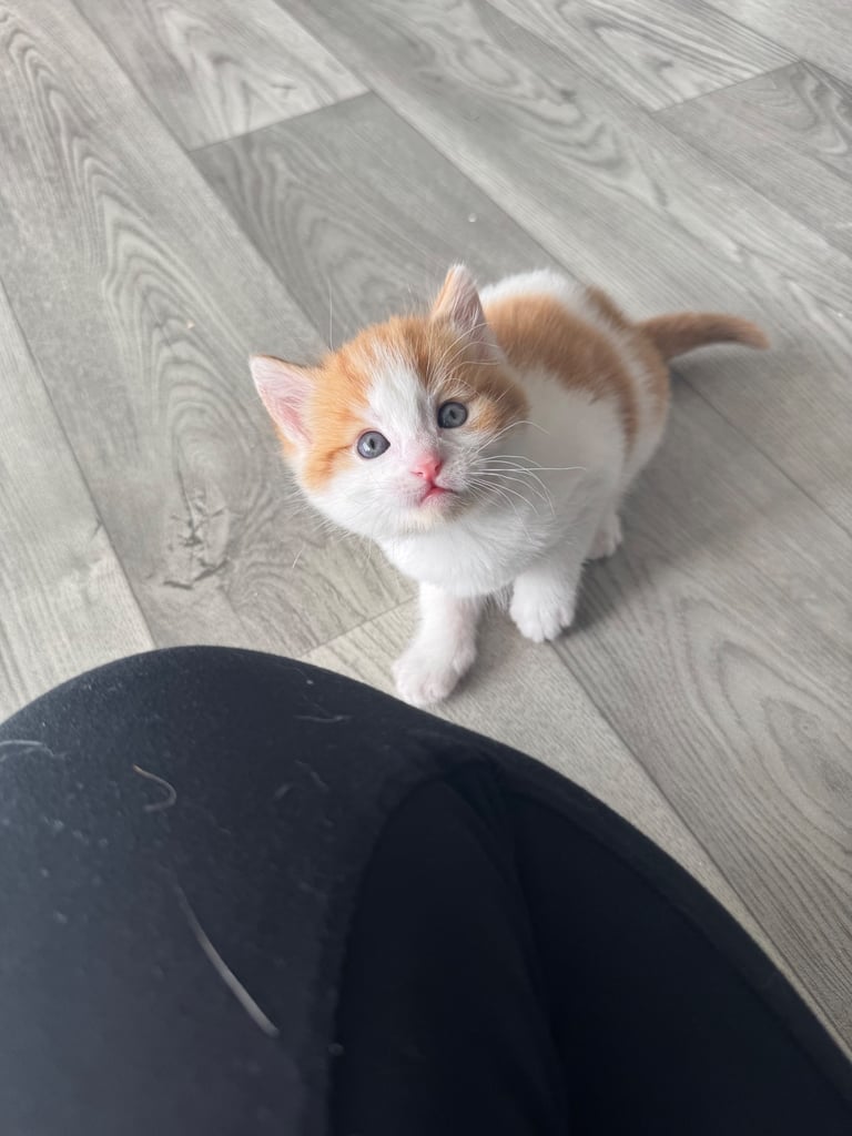 image for Kitten 