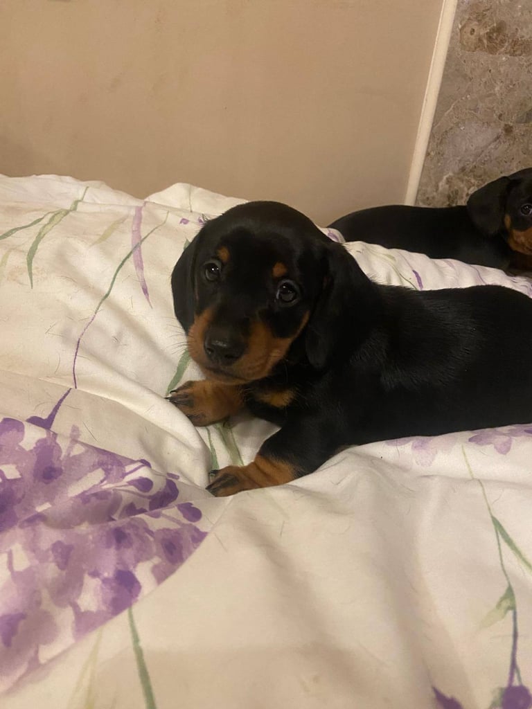 Miniture Dachshund Puppies