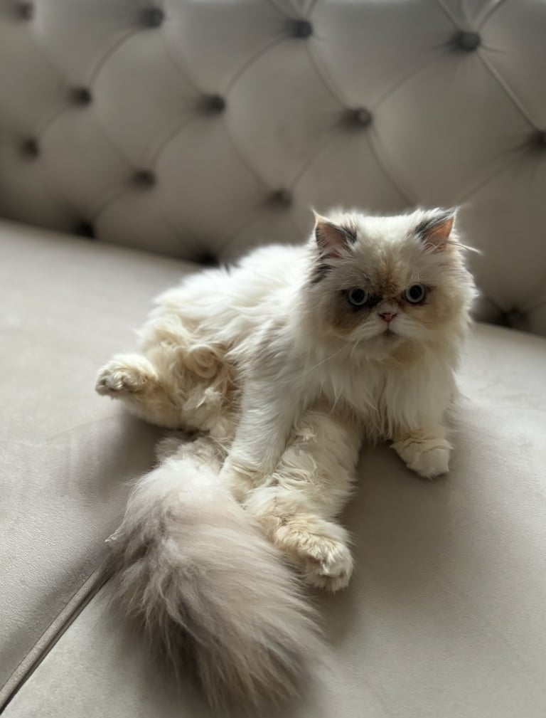 Persian cat- new loving home needed 