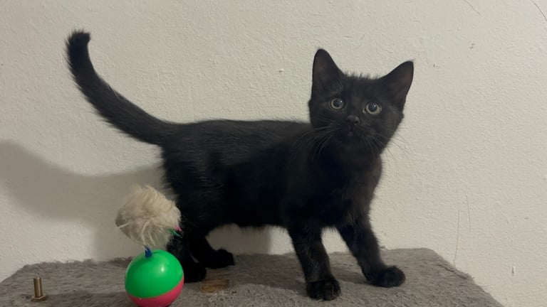 2 gorgeous playful kittens available Now 