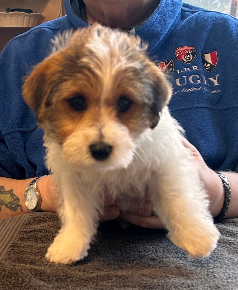 image for Outstanding Pedigree Jack Russell Puppies