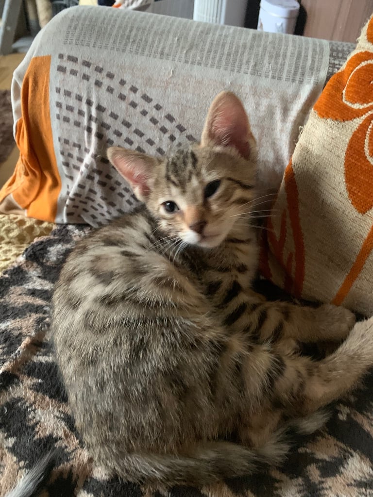 3 beautiful bengal kittens 10 weeks old 
